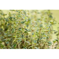 PlantaPro Thymus comosus 'Doone Valley' 9x9 cm Topf – Winterhart, Mehrjährig, Pflegeleicht – Thymian – Kräuterpflanze für Küche & Kräutergarten