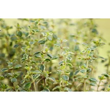 PlantaPro Thymus comosus 'Doone Valley' 9x9 cm Topf – Winterhart, Mehrjährig, Pflegeleicht – Thymian – Kräuterpflanze für Küche & Kräutergarten