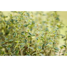 PlantaPro Thymus comosus 'Doone Valley' 9x9 cm Topf – Winterhart, Mehrjährig, Pflegeleicht – Thymian – Kräuterpflanze für Küche & Kräutergarten