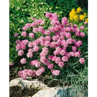 Pflanzen Für Dich Armeria juniperifolia Röschen Grasnelke, ca. 9x9