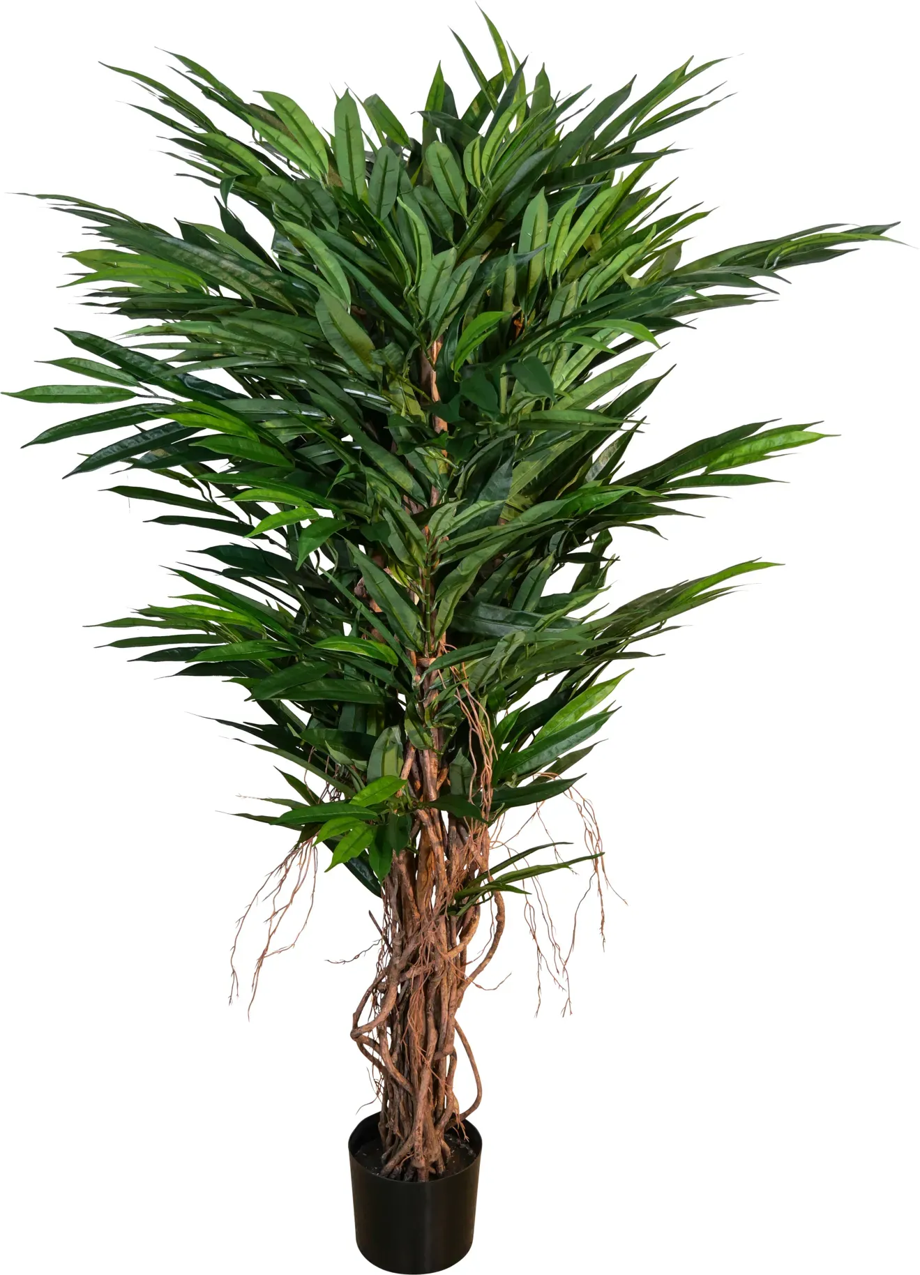 Ficus Longifolia Lina 120cm im Topf 693 Blatt  - grün