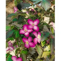 Pflanzen-für-dich.de - Clematis montana 'Freda' 2L 60- 100
