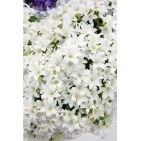 Pflanzen Für Dich Campanula cochleariifolia 'White Baby' Glockenblume, ca.