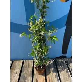 sunny tree Jasmin - Toskanischen Jasmin - Trachelospermum Jasminoides 160 cm A+ ware (4pcs)