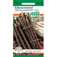 Samen Pfann Schwarzwurzeln, Schwarze Pfahl