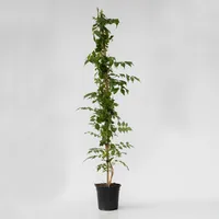 Plant in a Box - Trompetenkletterer - Campsis taglibuana