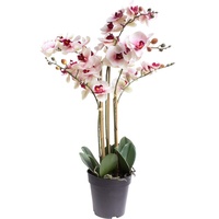 Nova-Nature künstliche Orchidee Bora (Orchideen Pflanze/Phalaenopsis) im schwarzen Kunststofftopf mit Rispen, Blättern und Luftwurzeln real Touch (Creme-pink, ca. 60 cm / 5 Rispen)
