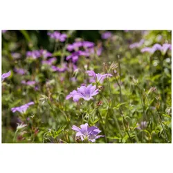 Geranium macrorrhizum 'Olympos', Balkan-Storchschnabel, ca. 9x9 cm Topf