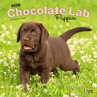 Browntrout Verlags GmbH Chocolate Labrador Retriever Puppies - Braune