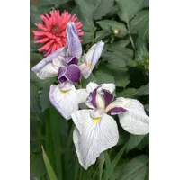 Pflanzen Für Dich Iris ensata 'Fortune', Japanische Schwertlilie, violett,
