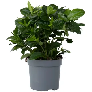Plant in a Box - Gardenia jasminoides Höhe 20-30cm