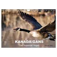 Calvendo KANADA-GANS - Der 'hupende' Vogel (Wandkalender 2026 DIN