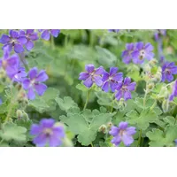 Pflanzen Für Dich Geranium renardii 'Philippe Vapelle', Storchschnabel, ca.