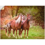 Artland Wandbild »Pferde in den Feldern I«, Haustiere, (1 St.), gedruckt