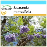 Saflax - Jacaranda - 50 Samen - Mit Geschenkbox, Versandaufkleber, Geschenkkarte und Anzuchtsubstrat