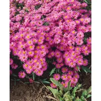 Pflanzen Für Dich Aster dumosus 'Heinz Richard', Kissen-Aster, violett,
