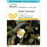 SAFLAX - Geschenk Set - Echter Teestrauch - 6