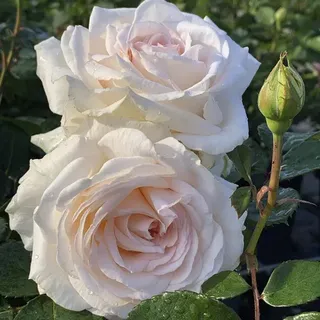 KORDES ROSEN Beetrose, Rosa »Gräfin Elke zu Rantzau«, Blüte: cremeweiß, halbgefüllt - beige