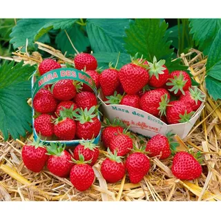 Pflanzen Für Dich Fragaria 'Mara des Bois' -s- Erdbeere, aromatisch, ca. 9x9 cm Topf