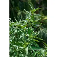 Pflanzen Für Dich Diervilla sessiliflora Butterfly Strauch Gelb 30–40