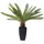 Kare DESIGN Kunstpflanze Cycas Tree 61200 Kunststoff Grün