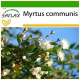 Saflax - Echte Myrte - Brautmyrte - Myrtus communis