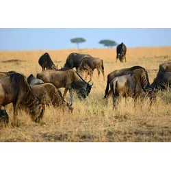 Fototapete PAPERMOON "Tiere in Natur", bunt, B:5,00m L:2,80m, Vlies, Tapeten