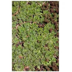 Sedum pachyclados, Teppich-Fetthenne, ca. 9x9 cm Topf, sukkulent