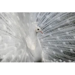 Fototapete PAPERMOON "Photo-Art VICTORIA IVANOVA, WIE WEIß WIE SCHNEE", bunt, B:4,50m L:2,80m, Vlies, Tapeten