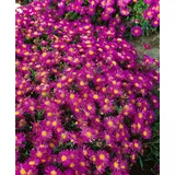 PlantaPro Aster dumosus 'Alice Haslam' 9x9 cm Topf – Winterhart, Mehrjährig, Pflegeleicht – Kissen-Aster – Beetstaude für Garten & Rabatte