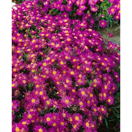 PlantaPro Aster dumosus 'Alice Haslam' 9x9 cm Topf – Winterhart, Mehrjährig, Pflegeleicht – Kissen-Aster – Beetstaude für Garten & Rabatte