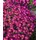 PlantaPro Aster dumosus 'Alice Haslam' 9x9 cm Topf – Winterhart, Mehrjährig, Pflegeleicht – Kissen-Aster – Beetstaude für Garten & Rabatte