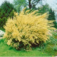 Pflanzen Für Dich Cytisus praecox 'Albus' c 2 30-