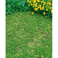 Pflanzen Für Dich Saxifraga cuneifolia, Steinbrech, ca. 9x9 cm