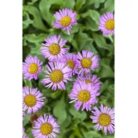 Pflanzen Für Dich Erigeron speciosus 'Rosa Juwel', p 0,5