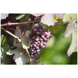 Vitis vinifera 'Piroschka', Weinrebe, 80–100 cm