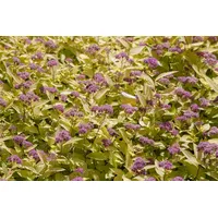 Pflanzen Für Dich Spiraea japonica 'Golden Princess', C 3