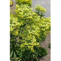 Pflanzen Für Dich Solidago virgaurea ssp. virgaurea, Goldrute, ca.