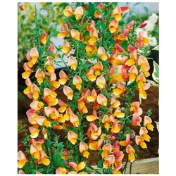 Cytisus scoparius 'Apricot Gem', Besenginster, apricot, 60–80 cm