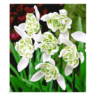 BALDUR Garten Schneeglöckchen 'Flore Pleno', 10 Zwiebeln Galanthus, Blumenzwiebeln, winterhart, mehrjährig, blühend, duftend, Galanthus, Frühjahrsblüher, Schneeglöckchen-Rarität