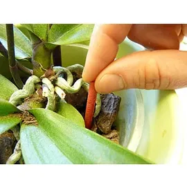 Substral Orchideen Dünger-Stäbchen 10 St.