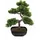 Europalms Bonsai-Pinie, Kunstpflanze, 50cm