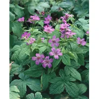 Pflanzen Für Dich Geranium nodosum, Storchschnabel, ca. 9x9 cm