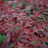 MCW Wandfliese L78 Rot 50 x 50 cm 4 St.