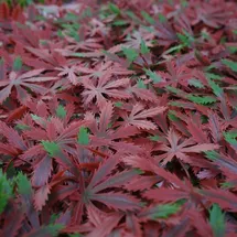 MCW Wandfliese L78 Rot 50 x 50 cm 4 St.