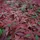 MCW Wandfliese L78 Rot 50 x 50 cm 4 St.