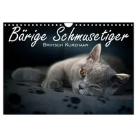 Calvendo Bärige Schmusetiger - Britisch Kurzhaar / CH-Version (Wandkalender