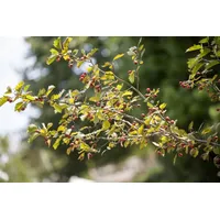 Pflanzen Für Dich Crataegus monogyna, Eingriffeliger Weißdorn, 40–60 cm