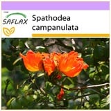 Saflax - Afrikanischer Tulpenbaum - 30 Samen - Spathodea campanulata