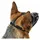 Hunter Maulkorb Albury 6 schwarz
